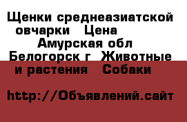 Щенки среднеазиатской овчарки › Цена ­ 5 000 - Амурская обл., Белогорск г. Животные и растения » Собаки   